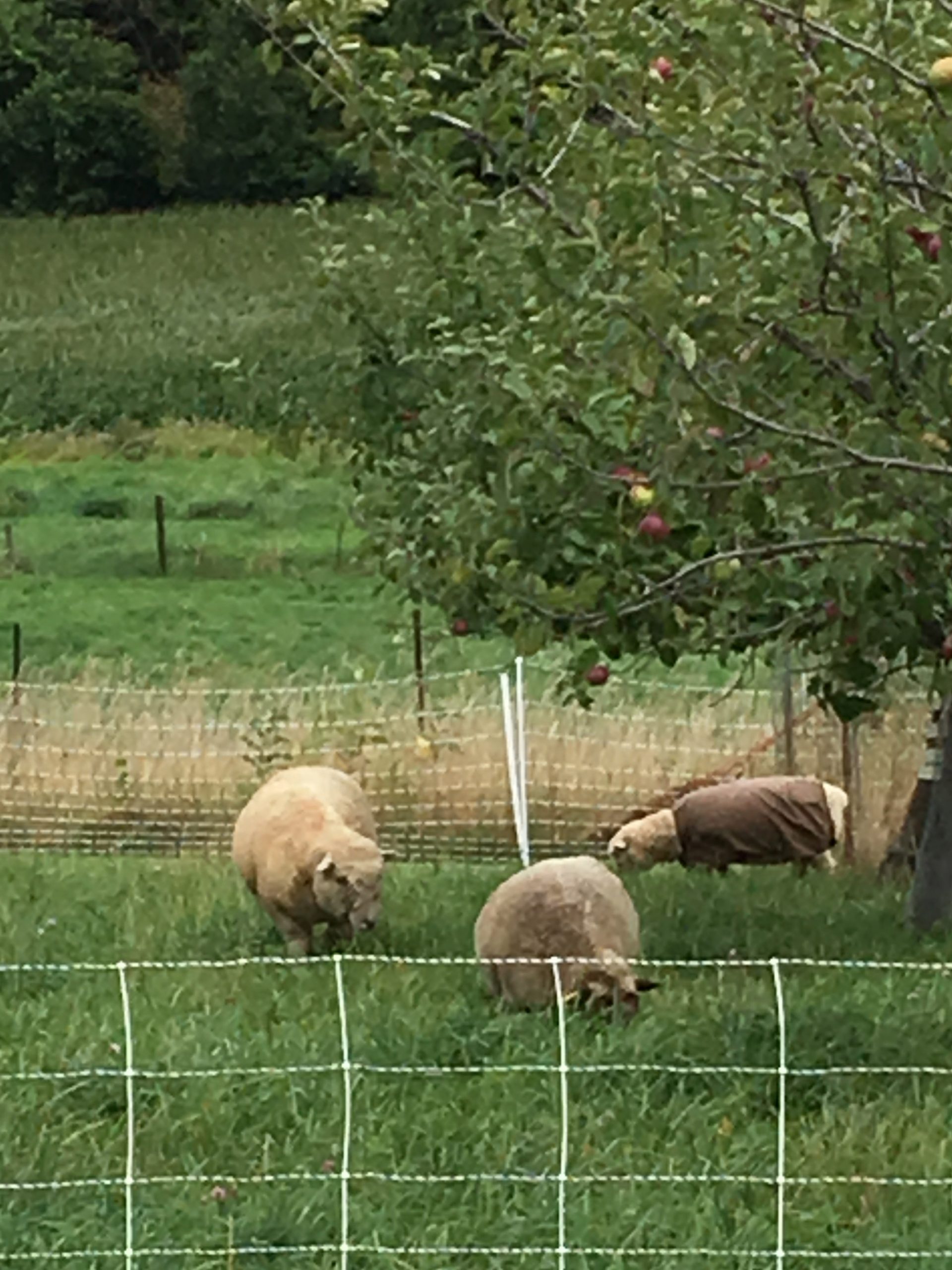 Prairie Plum Farm