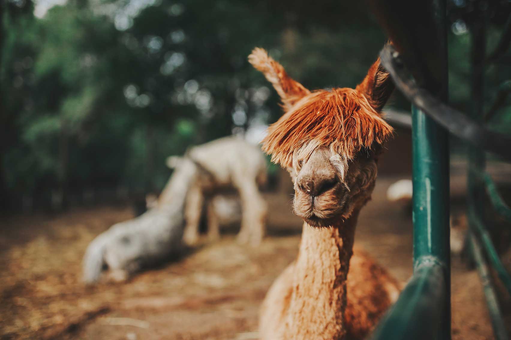 Pauley Alpaca Company in Rochester, Minnesota