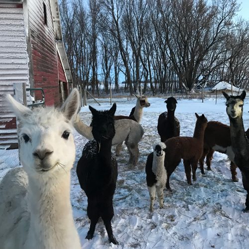 Frosty Acres Alpacas